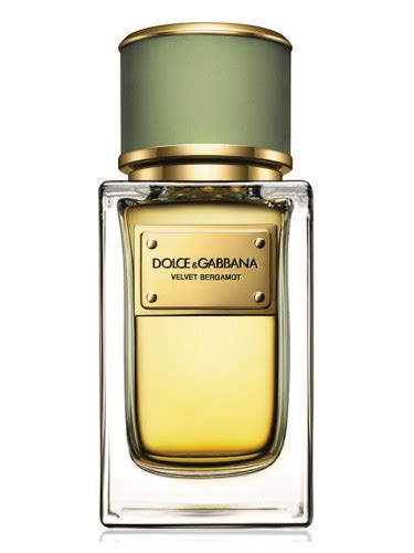 dolce gabbana velvet bergamot.